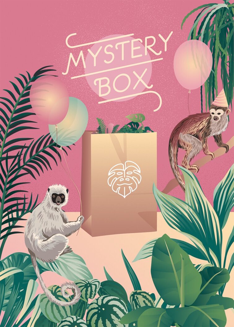 Zdjęcie rosliny doniczkowej Mystery Box Bezpieczny dla zwierząt mix, ujęcie 1