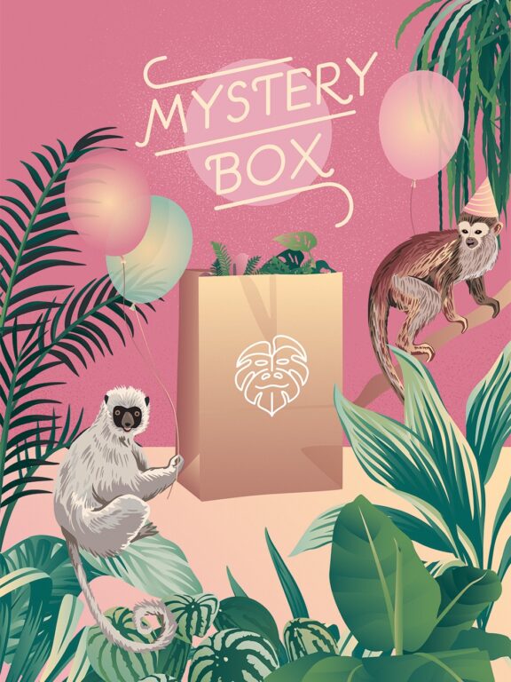 Zdjęcie rosliny doniczkowej Mystery Box Wybór Izy Mix, ujęcie 1