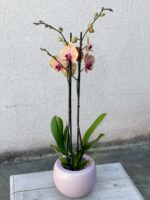Zdjęcie rosliny doniczkowej Phalaenopsis-Caribbean-Dream, ujęcie 1