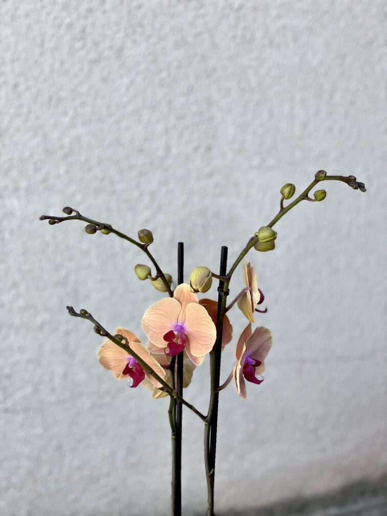 Zdjęcie rosliny doniczkowej Phalaenopsis-Caribbean-Dream, ujęcie 2