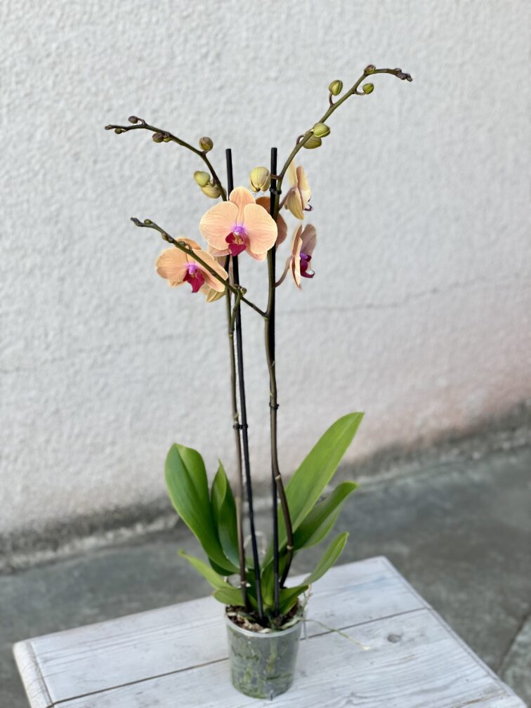 Zdjęcie rosliny doniczkowej Phalaenopsis-Caribbean-Dream, ujęcie 3