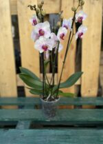 Zdjęcie rosliny doniczkowej Phalaenopsis Denver (Storczyk), ujęcie 3