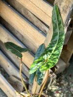 Zdjęcie rosliny doniczkowej Philodendron Billietiae, ujęcie 3