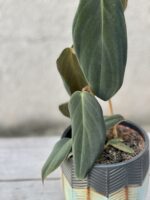 Zdjęcie rosliny doniczkowej Philodendron gigas, ujęcie 2