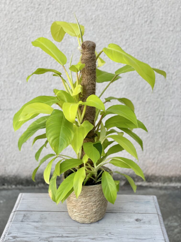 Zdjęcie rosliny doniczkowej Philodendron Malay Gold, ujęcie 1
