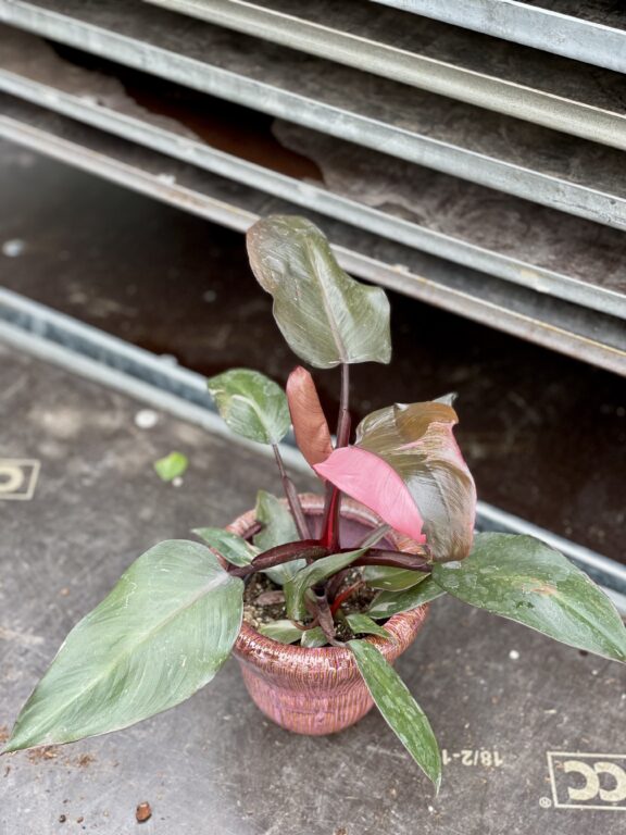 Zdjęcie rosliny doniczkowej Philodendron Pink Princess, ujęcie 1