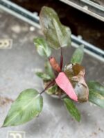 Zdjęcie rosliny doniczkowej Philodendron Pink Princess, ujęcie 2