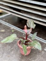 Zdjęcie rosliny doniczkowej Philodendron Pink Princess, ujęcie 3