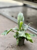 Zdjęcie rosliny doniczkowej Platycerium bifurcatum (Łosie rogi), ujęcie 2