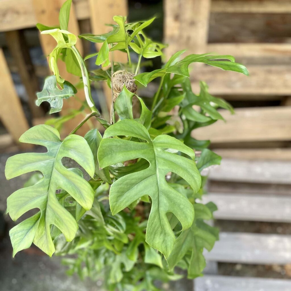 Rhaphidophora tetrasperma szybko rosnące rośliny