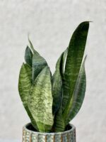 Zdjęcie rosliny doniczkowej Sansevieria Zeylanica, ujęcie 2