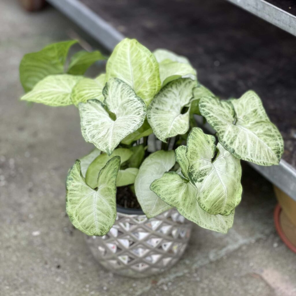 Zdjęcie Syngonium White Butterfly - szybko rosnąca roślina doniczkowa