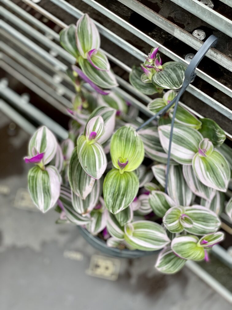 Zdjęcie rosliny doniczkowej Tradescantia Albiflora Nanouk (Trzykrotka Nanouk), ujęcie 3