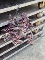 Zdjęcie rosliny doniczkowej Tradescantia Purple (Trzykrotka), ujęcie 1
