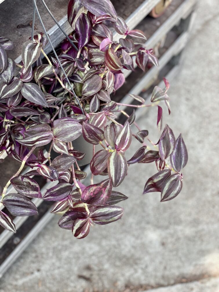 Zdjęcie rosliny doniczkowej Tradescantia Purple (Trzykrotka), ujęcie 2