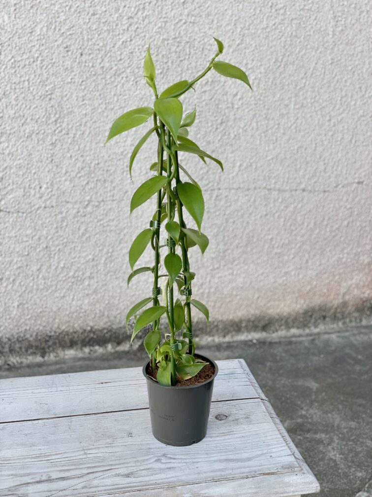 Zdjęcie rosliny doniczkowej Vanilla Planifolia, ujęcie 3