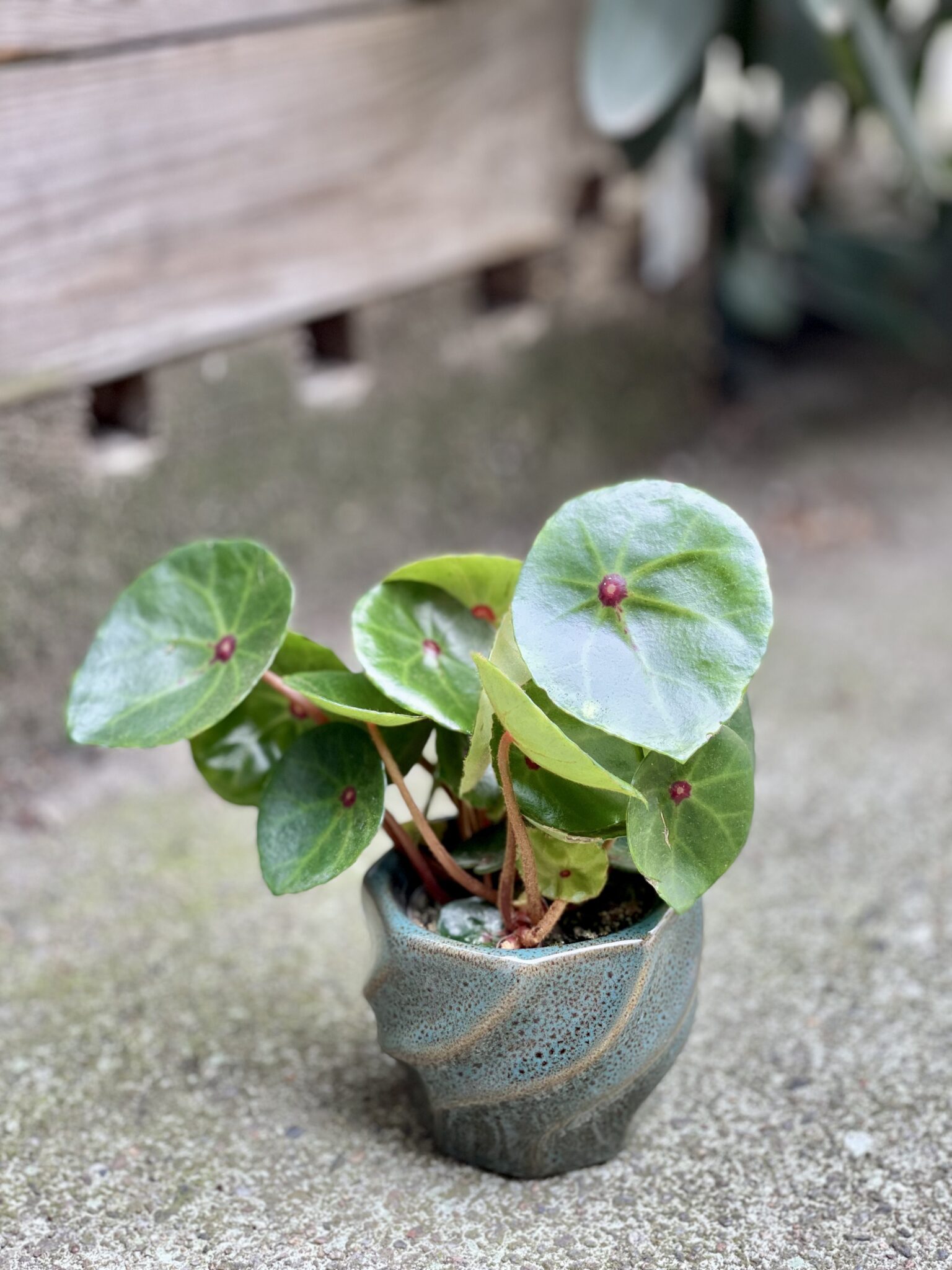 Begonia Conchifolia Red Ruby Jungle Boogie
