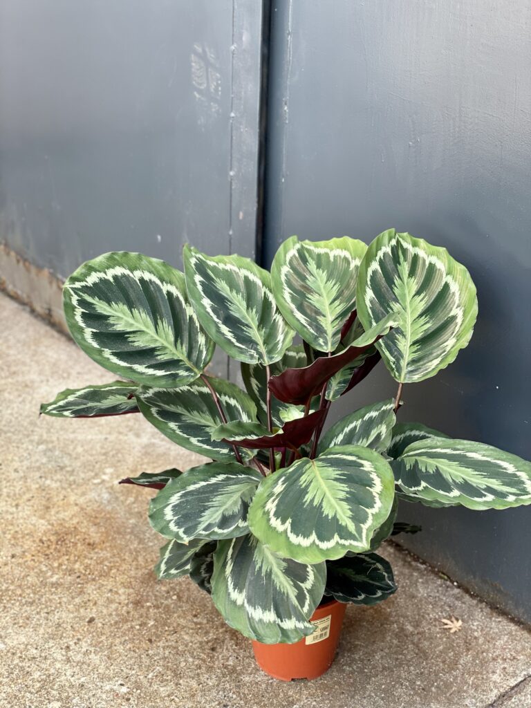 Calathea Medallion (Kalatea) - Jungle Boogie