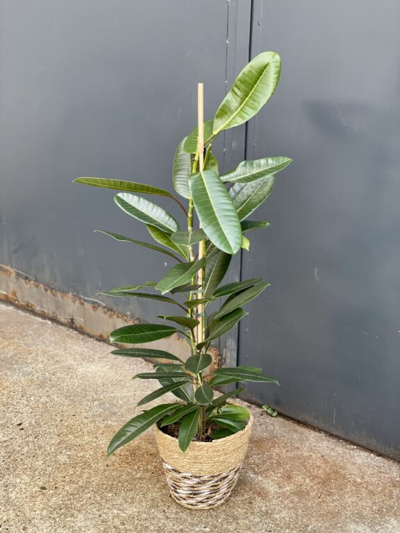 Zdjęcie rosliny doniczkowej Ficus americana tresor, ujęcie 1