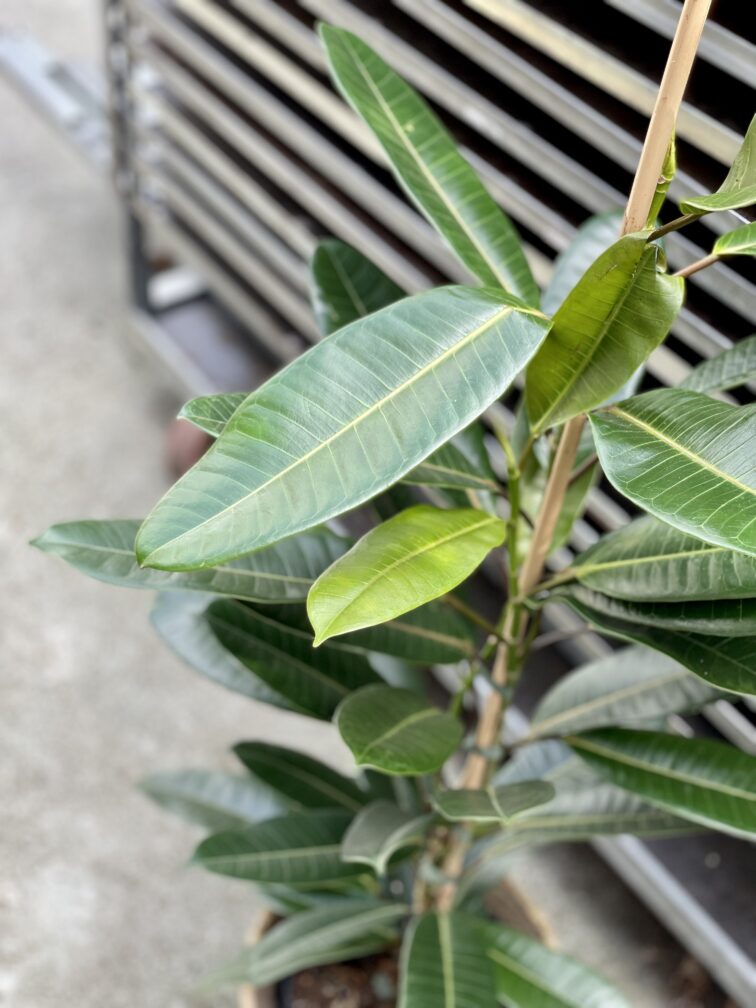 Zdjęcie rosliny doniczkowej Ficus americana tresor, ujęcie 2