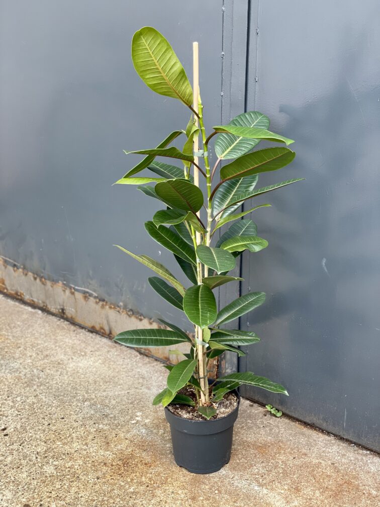 Zdjęcie rosliny doniczkowej Ficus americana tresor, ujęcie 3