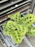 Zdjęcie rosliny doniczkowej Maranta Light Veins, ujęcie 1
