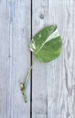 Zdjęcie rosliny doniczkowej Monstera variegata - sadzonka pędowa 1, ujęcie 2