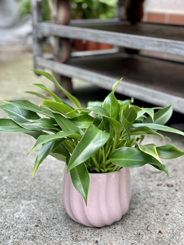 ferm living plant box alternative Ferm Living - Plant Box - Large main image 1