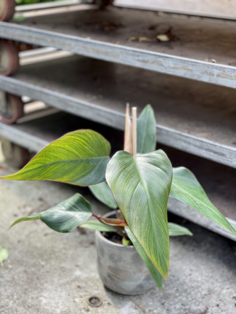 Zdjęcie rosliny doniczkowej Philodendron Mandaianum, ujęcie 1