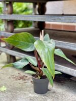 Zdjęcie rosliny doniczkowej Philodendron Mandaianum, ujęcie 2