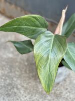 Zdjęcie rosliny doniczkowej Philodendron Mandaianum, ujęcie 3