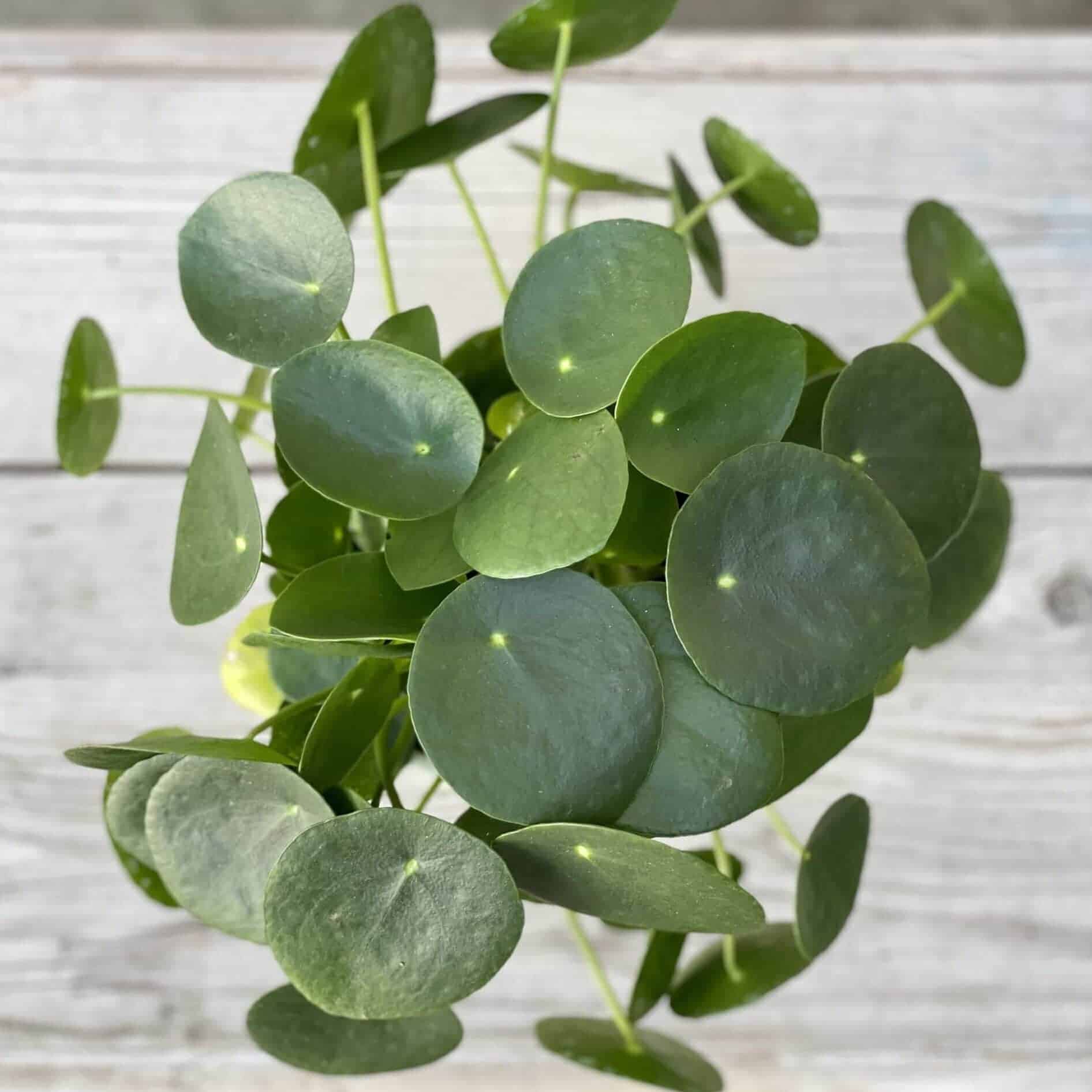 Pieniążek - pilea peperomioides zdjęcie rośliny doniczkowej
