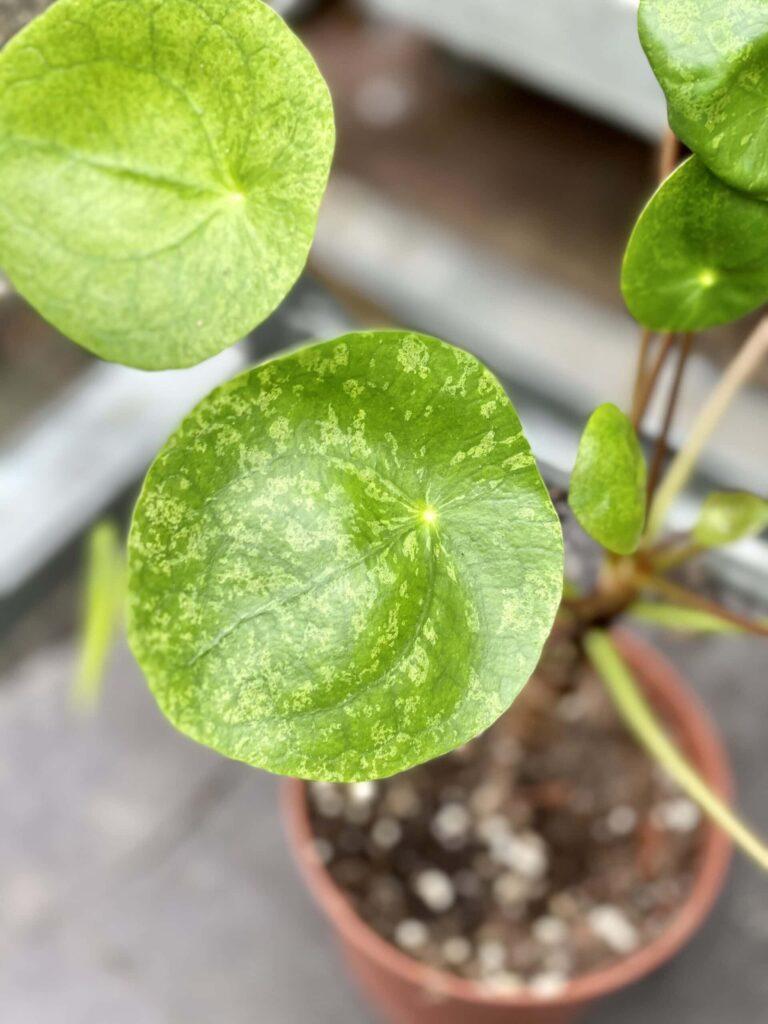 Pilea peperomioides Mojito