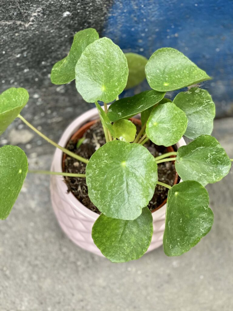 Pilea peperomioides Sugar