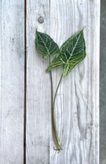 Zdjęcie rosliny doniczkowej Sadzonka Syngonium Batik 1, ujęcie 2