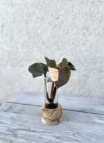 Zdjęcie rosliny doniczkowej Sadzonka Syngonium Strawberry Ice 1, ujęcie 1