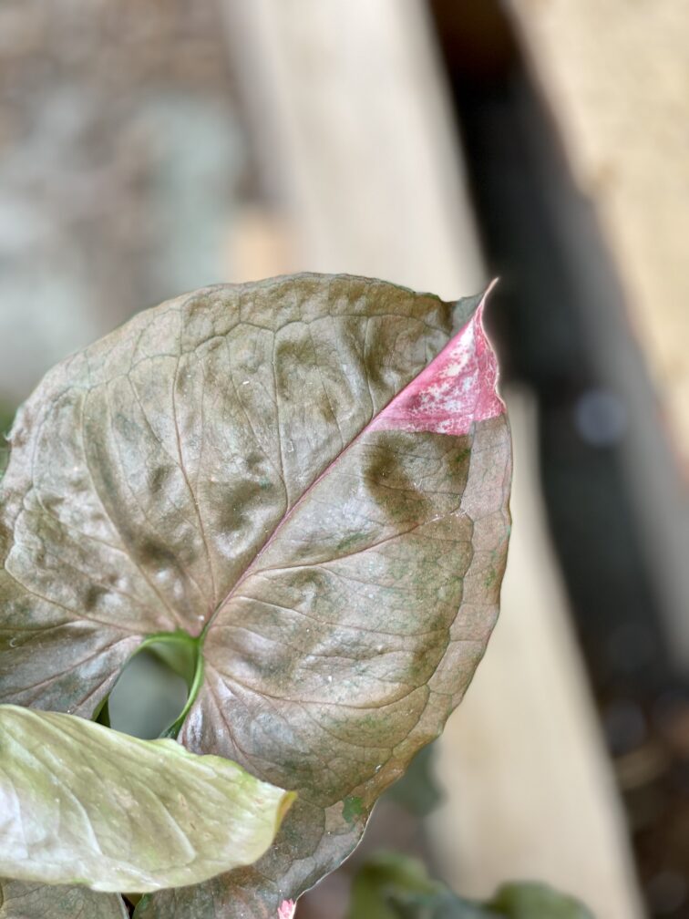 Zdjęcie rosliny doniczkowej Syngonium Strawberry Ice, ujęcie 5
