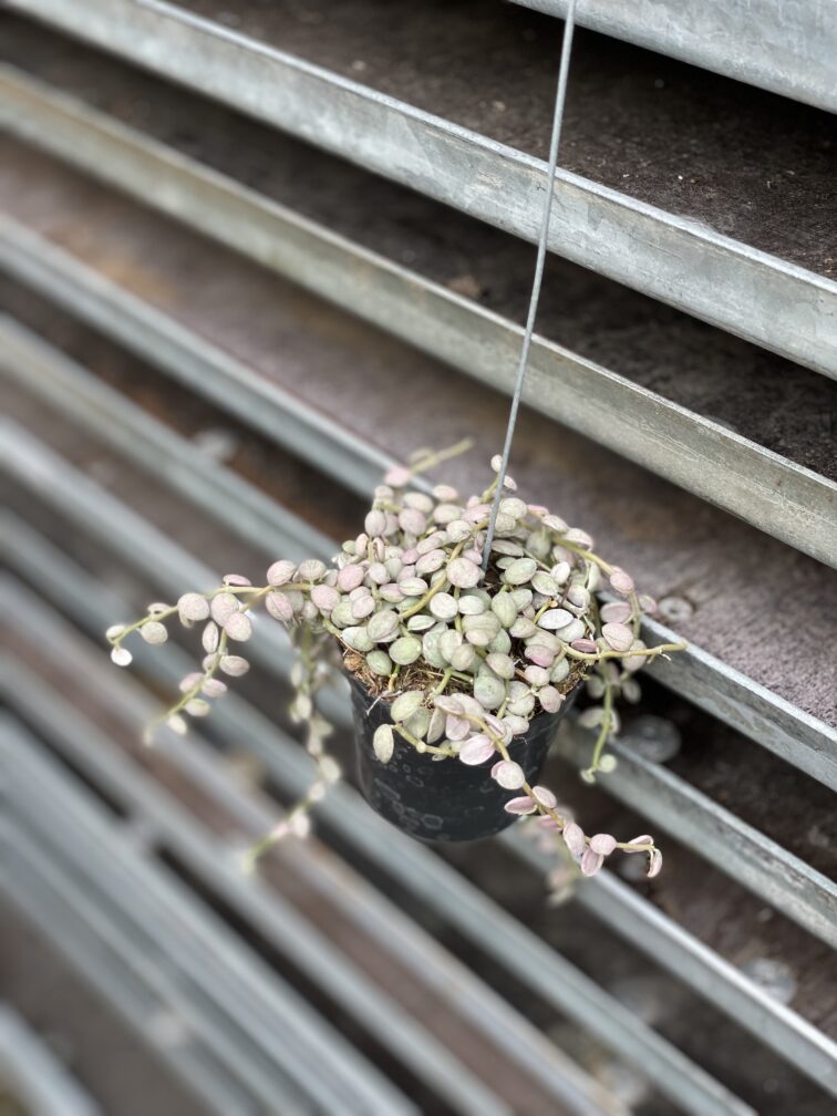Zdjęcie rosliny doniczkowej Dischidia Button Variegata, ujęcie 2