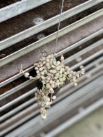 Zdjęcie rosliny doniczkowej Dischidia Button Variegata, ujęcie 3