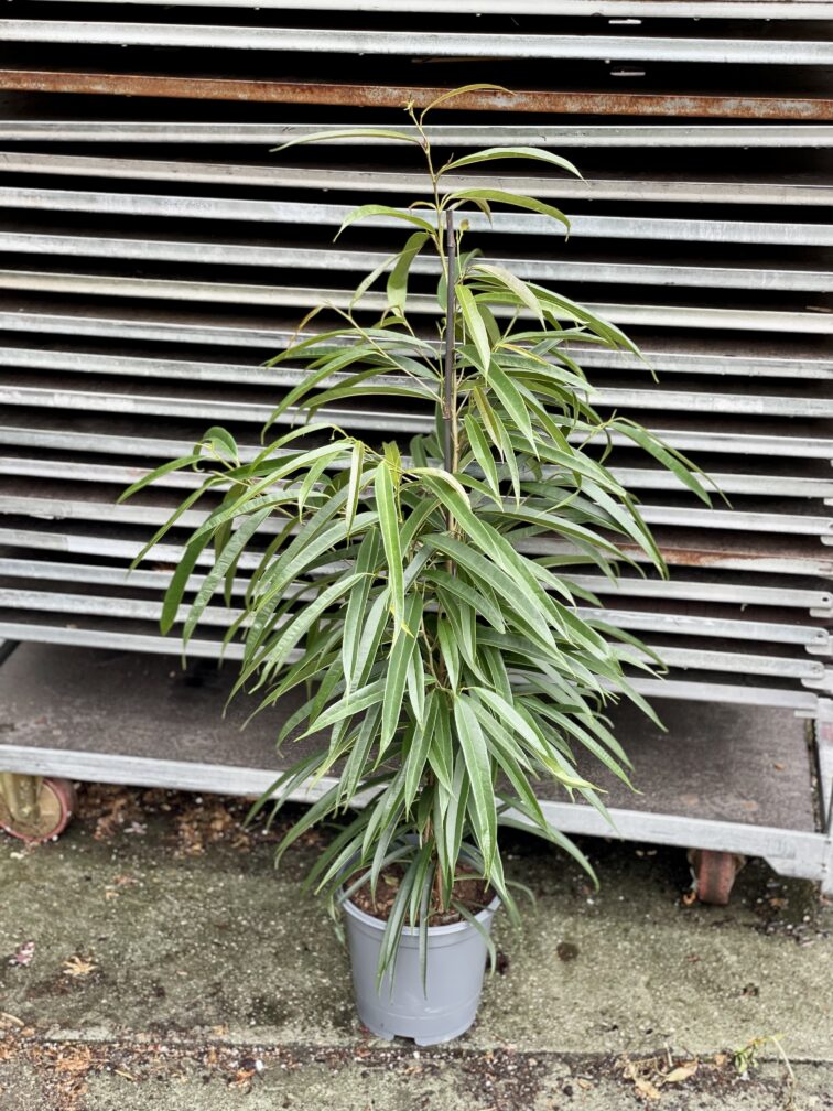 Zdjęcie rosliny doniczkowej Ficus binnendiijkii Alii (Figowiec wierzbolistny), ujęcie 3