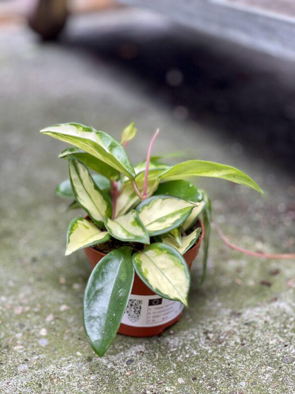 Zdjęcie rosliny doniczkowej Hoya carnosa Tricolor, ujęcie 1