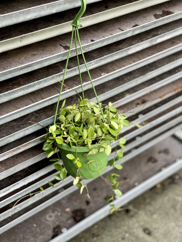 Zdjęcie rosliny doniczkowej Hoya Pubera, ujęcie 2