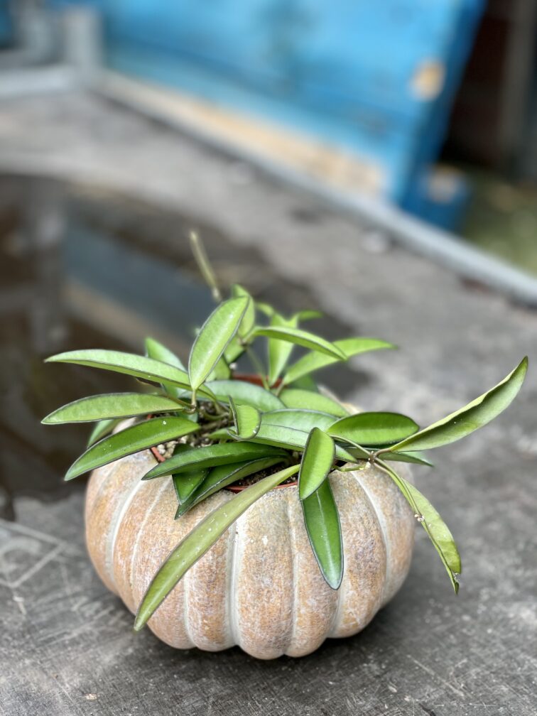 Zdjęcie rosliny doniczkowej Hoya Wayetii, ujęcie 1