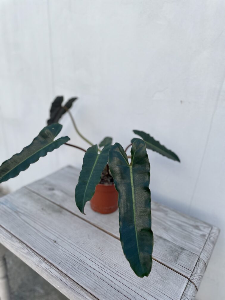 Zdjęcie rosliny doniczkowej Philodendron atabapoense, ujęcie 3