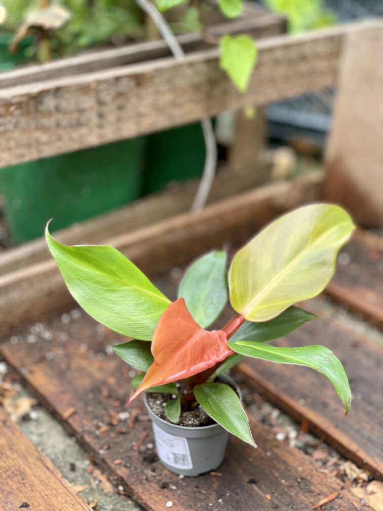 Zdjęcie rosliny doniczkowej Philodendron Prince of Orange, ujęcie 2