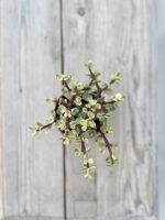 Zdjęcie rosliny doniczkowej Portulacaria Afra variegata, ujęcie 2