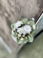 Zdjęcie rosliny doniczkowej Saintpaulia White, ujęcie 1