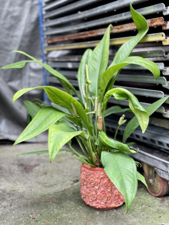 Zdjęcie rosliny doniczkowej Anthurium Bakeri, ujęcie 1