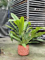 Zdjęcie rosliny doniczkowej Anthurium Bakeri, ujęcie 4