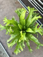 Zdjęcie rosliny doniczkowej Asplenium nidus Crissie (Zanokcica), ujęcie 2